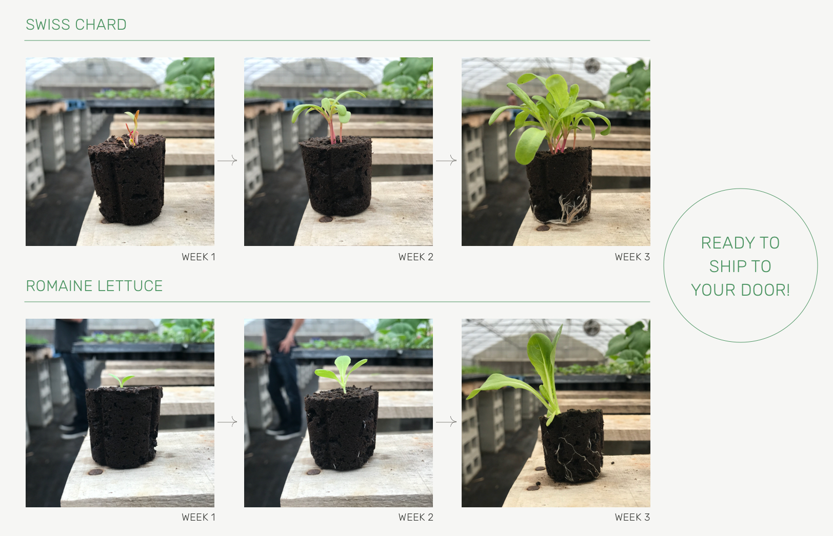 all-about-seedlings-body image