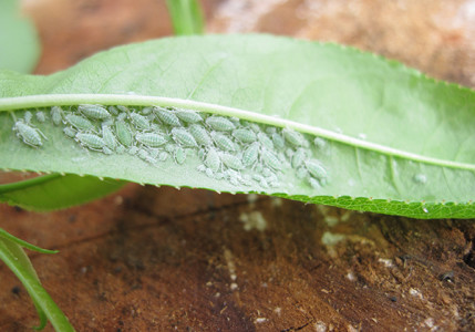 aphids