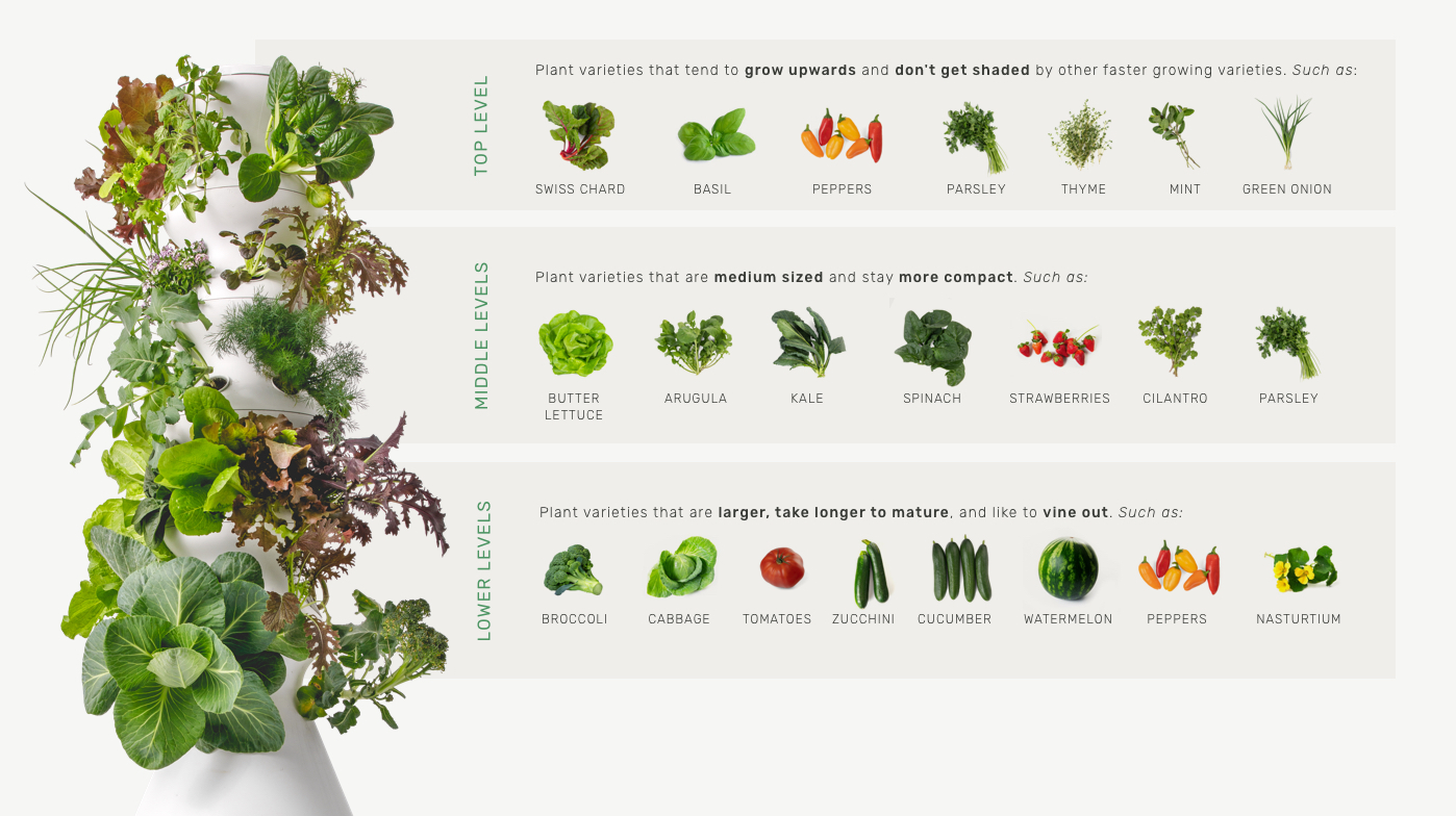 Where-to-plant-your-seedlings