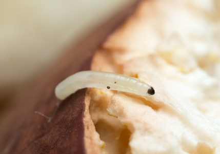 fungus_gnats_pest_guide