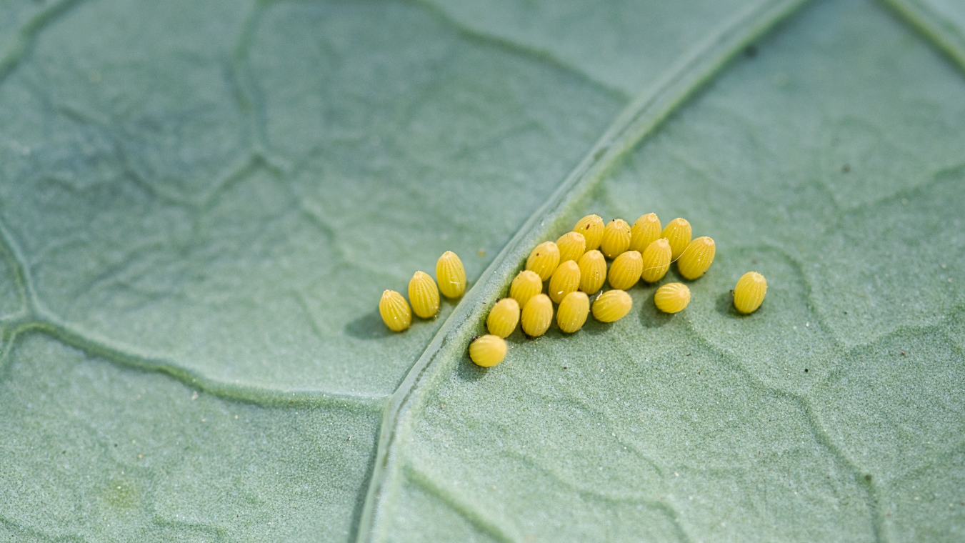caterpillar_eggs_in_blog