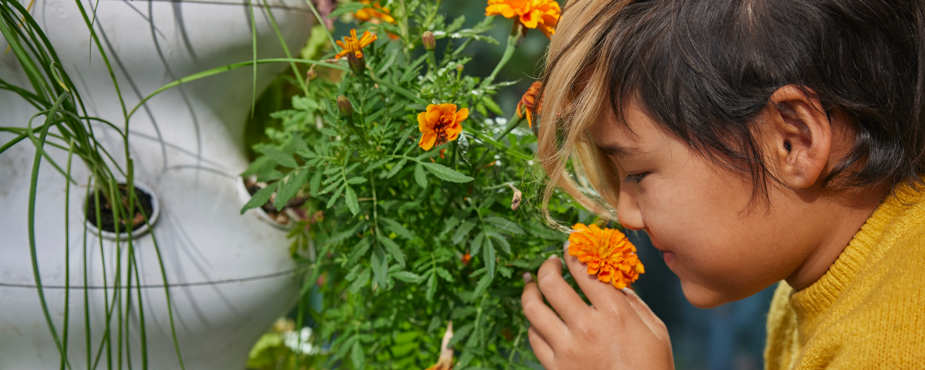 lettuce_give_k-2_hero