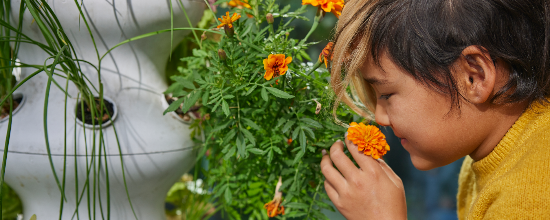 Lettuce Give Edu: K-2