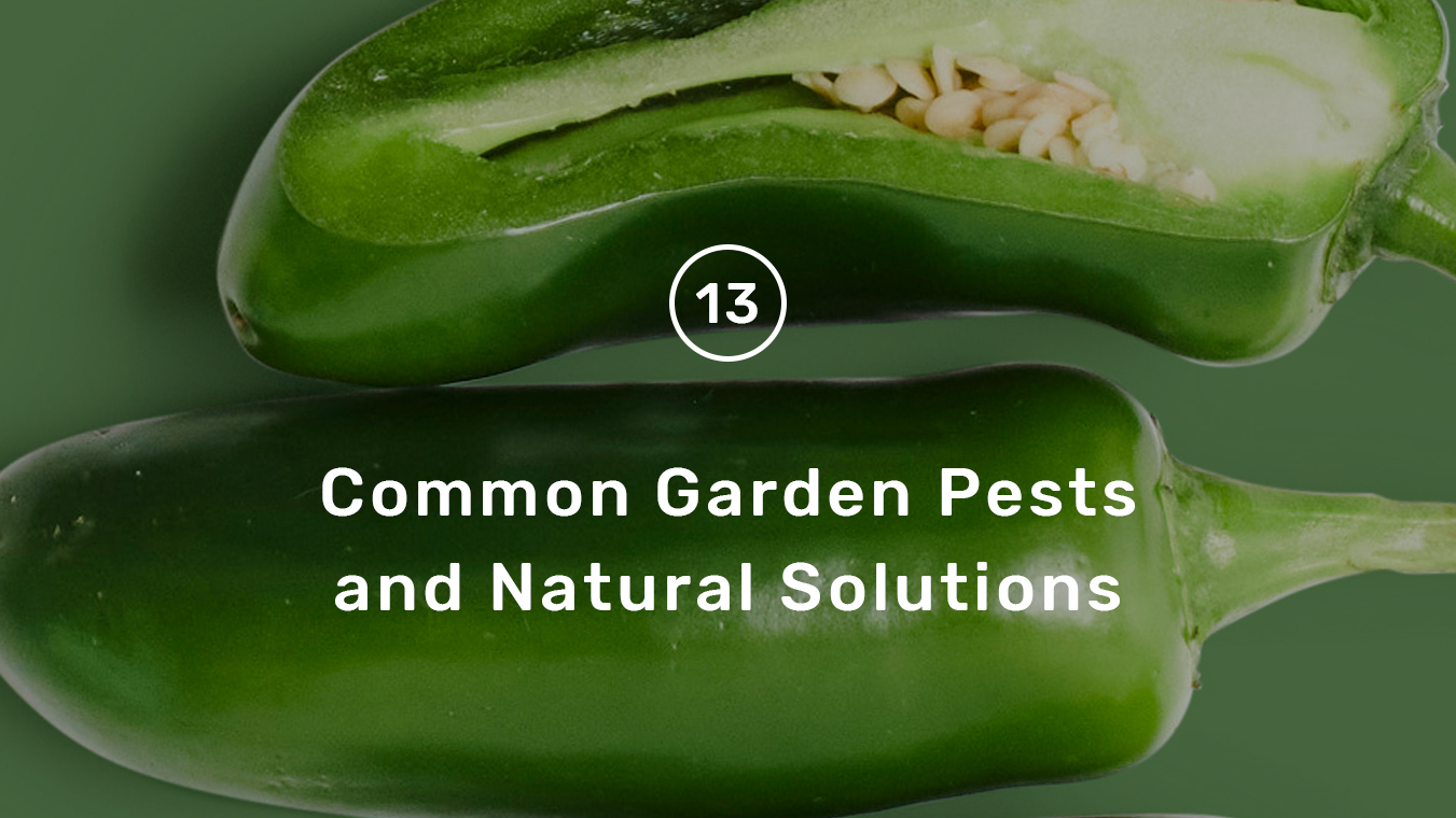 Grow Guide step 13 - pest guide