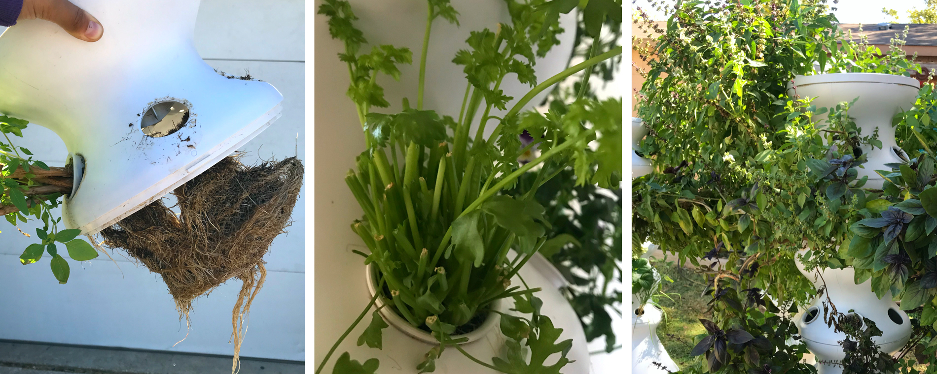 overgrown plants-in body image